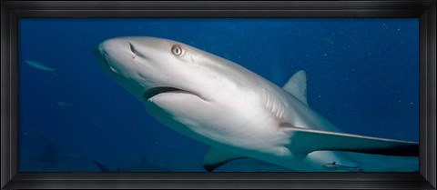 Framed Bahamas, New Providence Island, Caribbean Reef Sharks Print