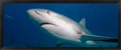 Framed Bahamas, New Providence Island, Caribbean Reef Sharks Print