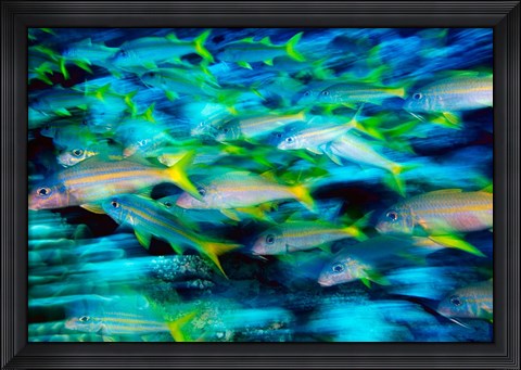 Framed Grunts in Motion, Abacos, Bahamas Print