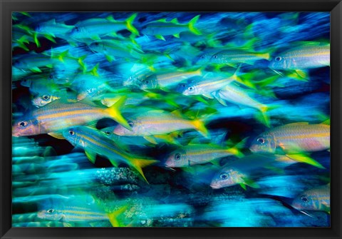 Framed Grunts in Motion, Abacos, Bahamas Print