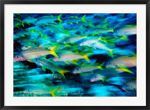 Framed Grunts in Motion, Abacos, Bahamas Print