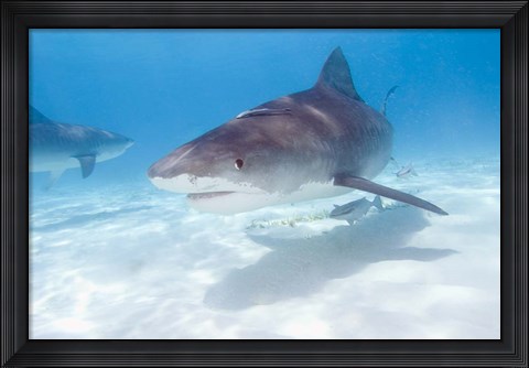 Framed Tiger Sharks, Northern Bahamas Print