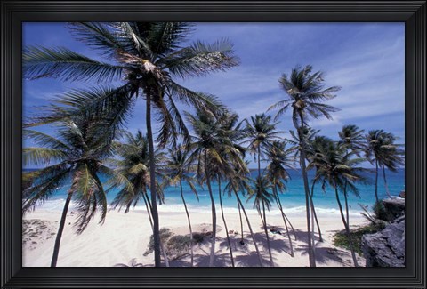 Framed Palm Trees on St Philip, Barbados, Caribbean Print