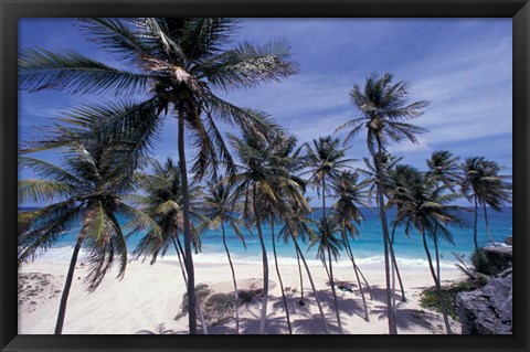 Framed Palm Trees on St Philip, Barbados, Caribbean Print