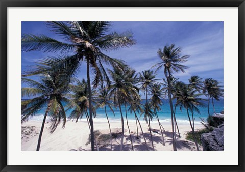 Framed Palm Trees on St Philip, Barbados, Caribbean Print