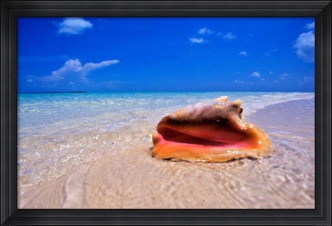 Framed Conch at Water&#39;s Edge, Pristine Beach on Out Island, Bahamas Print