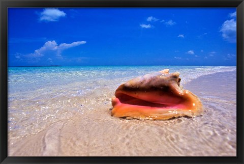 Framed Conch at Water&#39;s Edge, Pristine Beach on Out Island, Bahamas Print