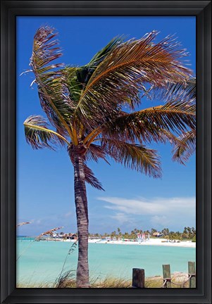 Framed Palm Tree of Castaway Cay, Bahamas, Caribbean Print