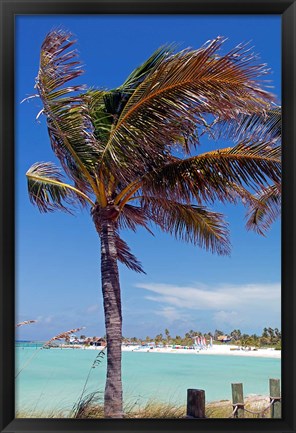 Framed Palm Tree of Castaway Cay, Bahamas, Caribbean Print