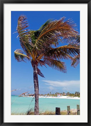 Framed Palm Tree of Castaway Cay, Bahamas, Caribbean Print