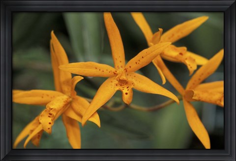 Framed Orange Orchids, Barbados, Caribbean Print