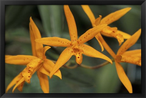 Framed Orange Orchids, Barbados, Caribbean Print