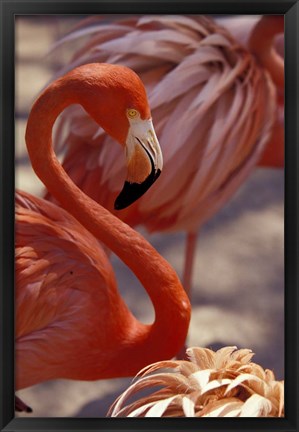 Framed Pink Flamingo in Ardastra Gardens and Zoo, Bahamas, Caribbean Print