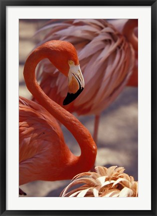 Framed Pink Flamingo in Ardastra Gardens and Zoo, Bahamas, Caribbean Print