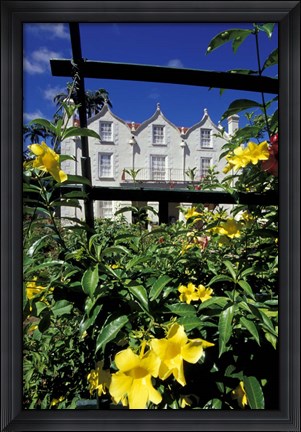 Framed Yellow flowers, St Nicholas Abbey, St Peter Parish, Barbados, Caribbean Print