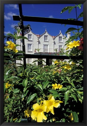 Framed Yellow flowers, St Nicholas Abbey, St Peter Parish, Barbados, Caribbean Print