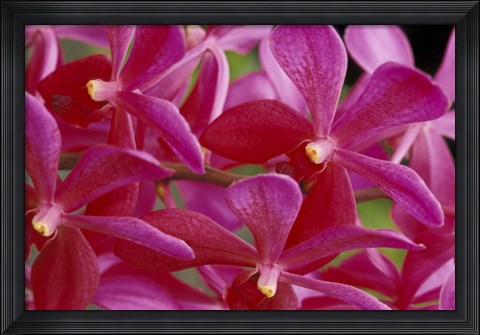 Framed Pink Orchids, Barbados, Caribbean Print