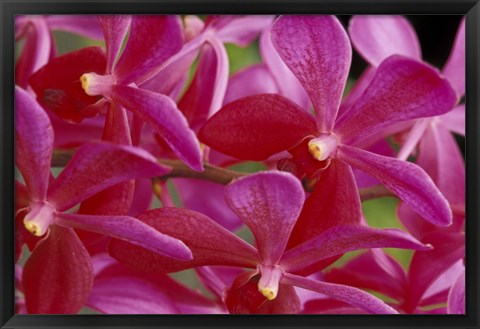 Framed Pink Orchids, Barbados, Caribbean Print