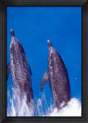 Framed Atlantic Spotted Dolphins, Bimini, Bahamas Print