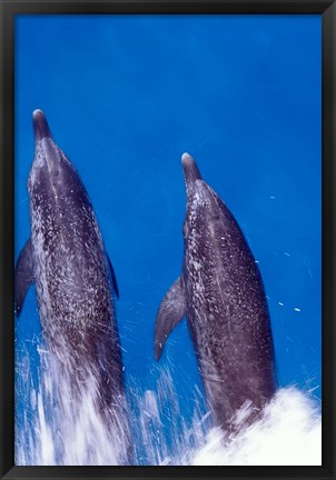 Framed Atlantic Spotted Dolphins, Bimini, Bahamas Print