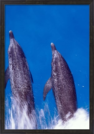 Framed Atlantic Spotted Dolphins, Bimini, Bahamas Print