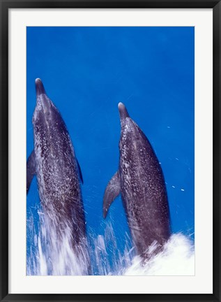 Framed Atlantic Spotted Dolphins, Bimini, Bahamas Print