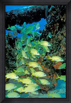 Framed Schooling Bluestriped Grunts, Bahamas, Caribbean Print