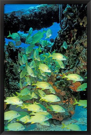 Framed Schooling Bluestriped Grunts, Bahamas, Caribbean Print
