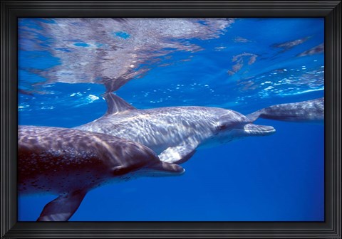 Framed Pair of Atlantic Spotted Dolphins, Bimini, Bahamas Print