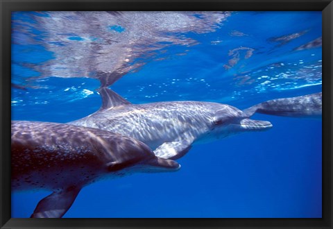 Framed Pair of Atlantic Spotted Dolphins, Bimini, Bahamas Print