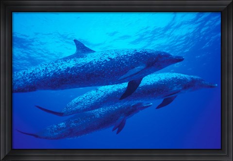 Framed Three Spotted Dolphins, Bahamas, Caribbean Print
