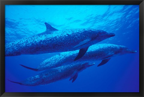 Framed Three Spotted Dolphins, Bahamas, Caribbean Print