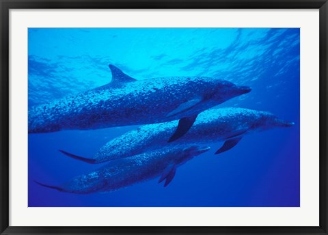 Framed Three Spotted Dolphins, Bahamas, Caribbean Print