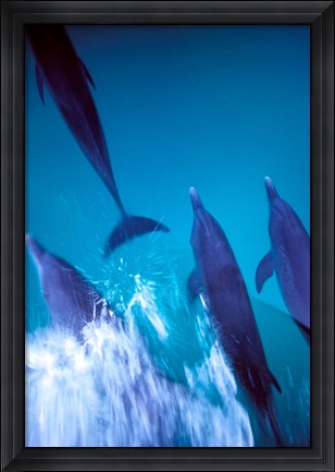 Framed Atlantic Spotted Dolphins standing, Bimini, Bahamas Print