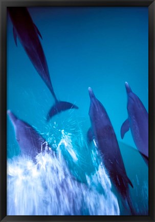 Framed Atlantic Spotted Dolphins standing, Bimini, Bahamas Print