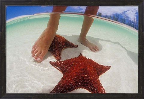 Framed Starfish and Feet, Bahamas, Caribbean Print