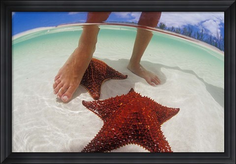 Framed Starfish and Feet, Bahamas, Caribbean Print
