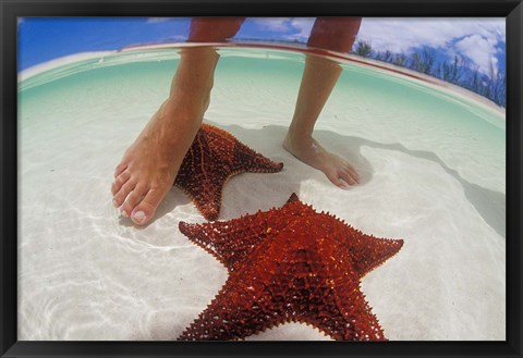 Framed Starfish and Feet, Bahamas, Caribbean Print