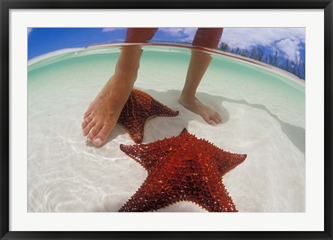 Framed Starfish and Feet, Bahamas, Caribbean Print