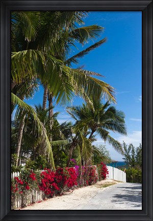 Framed Bahamas, Eleuthera, Harbor Island, Dunmore, Flora Print