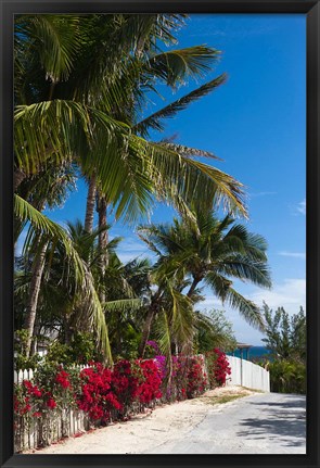 Framed Bahamas, Eleuthera, Harbor Island, Dunmore, Flora Print