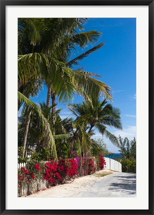 Framed Bahamas, Eleuthera, Harbor Island, Dunmore, Flora Print