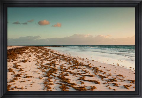 Framed Bahamas, Eleuthera, Harbor Island, Pink Sand Beach with seaweed Print