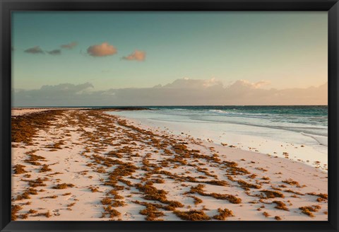 Framed Bahamas, Eleuthera, Harbor Island, Pink Sand Beach with seaweed Print