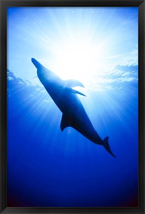 Framed Atlantic Spotted Dolphin, Bahamas Print