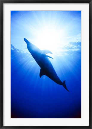 Framed Atlantic Spotted Dolphin, Bahamas Print