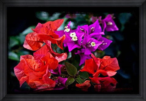 Framed Flora along Staniel Cay, Exumas, Bahamas Print