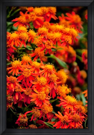Framed Flora along the Beach at Spanish Wells in the Bahamas Print