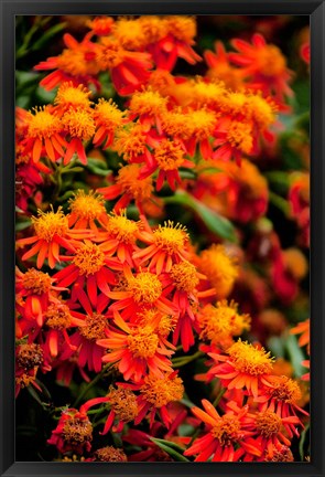 Framed Flora along the Beach at Spanish Wells in the Bahamas Print