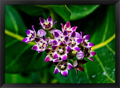 Framed Crown Flower in Virgin Gorda, British Virgin Islands Print